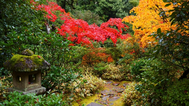 大徳寺高桐院の書院「意北軒」南庭の見頃の紅葉