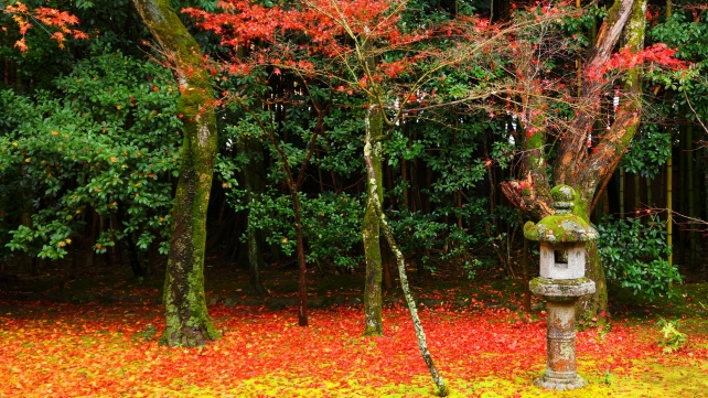 大徳寺高桐院の客殿南庭の紅葉と散りもみじと灯篭 11月25日
