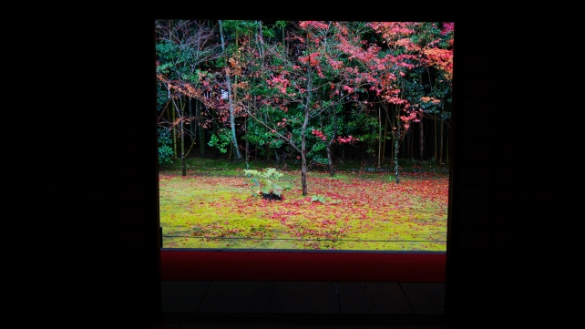 大徳寺高桐院の客殿南庭の散り紅葉