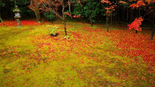 京都大徳寺高桐院の客殿南庭の燈籠と散り紅葉