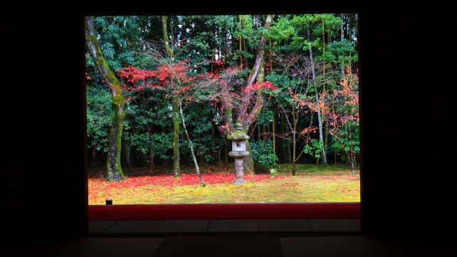 京都大徳寺塔頭高桐院の客殿南庭の灯籠と紅葉と散りもみじ