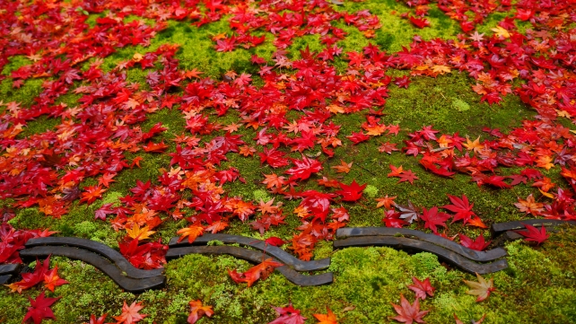 客殿南庭の赤い散り紅葉と緑の苔