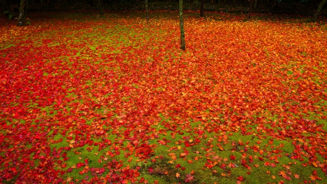 大徳寺高桐院の秋の客殿南庭の赤い散紅葉と緑の苔