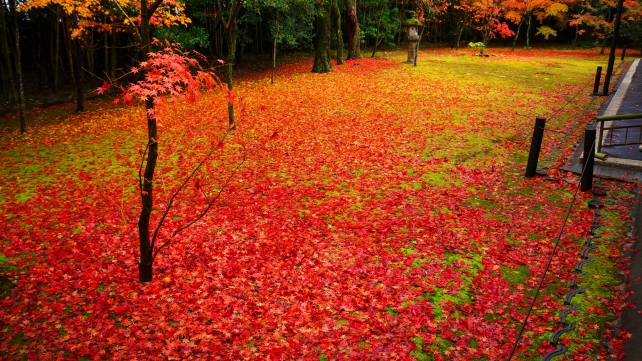 秋の高桐院の客殿南庭の紅い圧巻の敷きもみじ