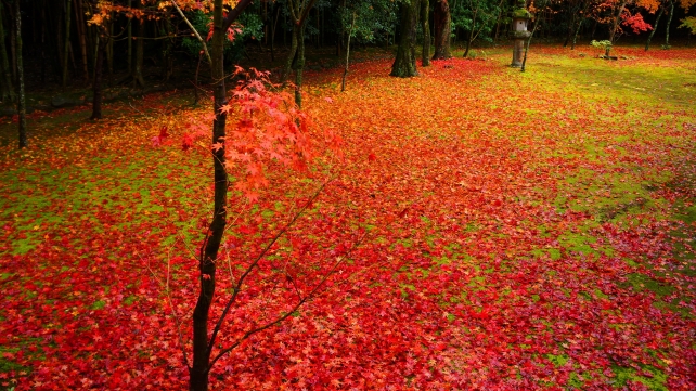 大徳寺 高桐院 赤い敷き紅葉に染まった客殿南庭 2014年11月25日
