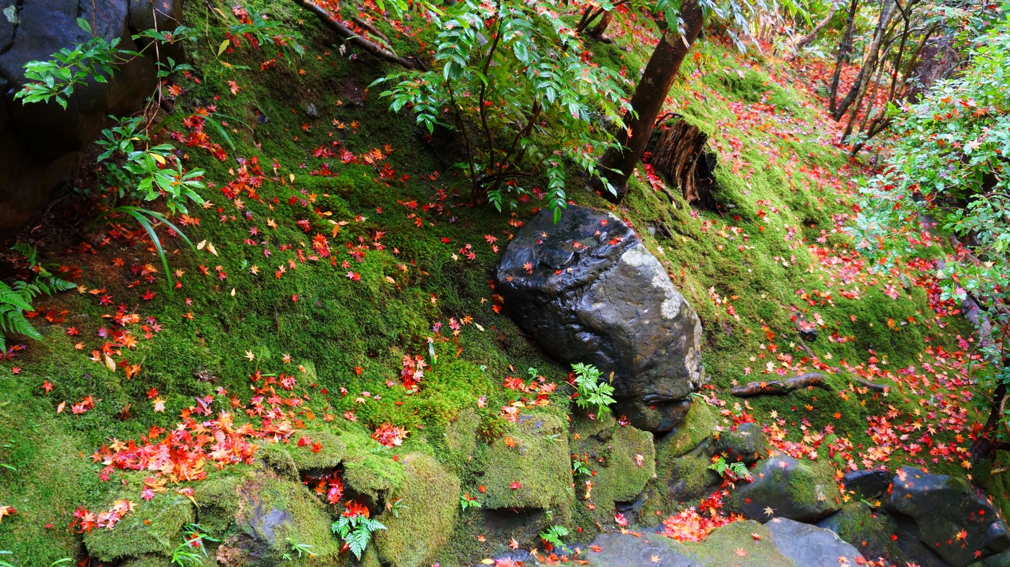 瑠璃光院の参道脇の苔と散り紅葉