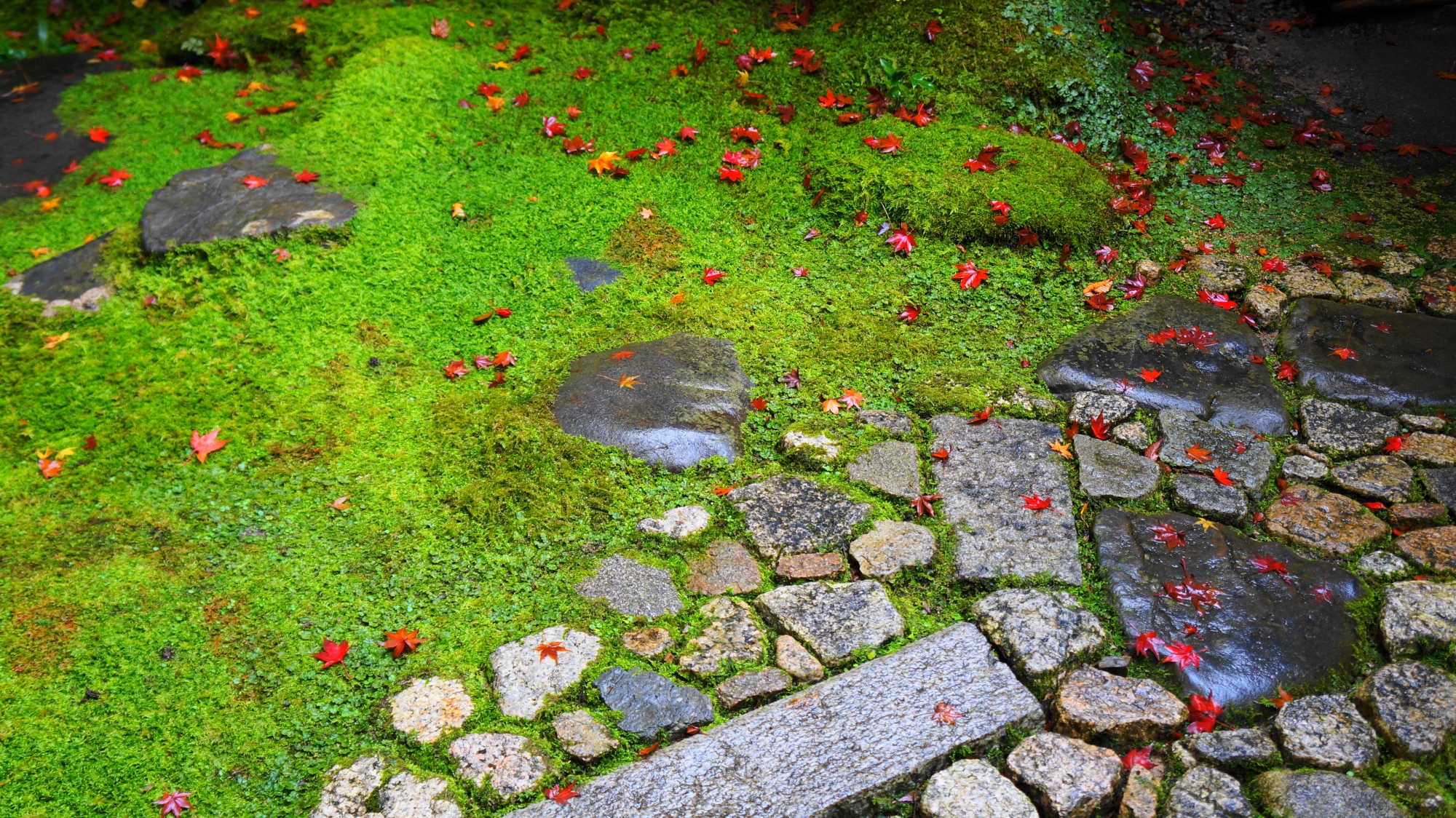 真っ赤な散紅葉に彩られた苔や石と石畳