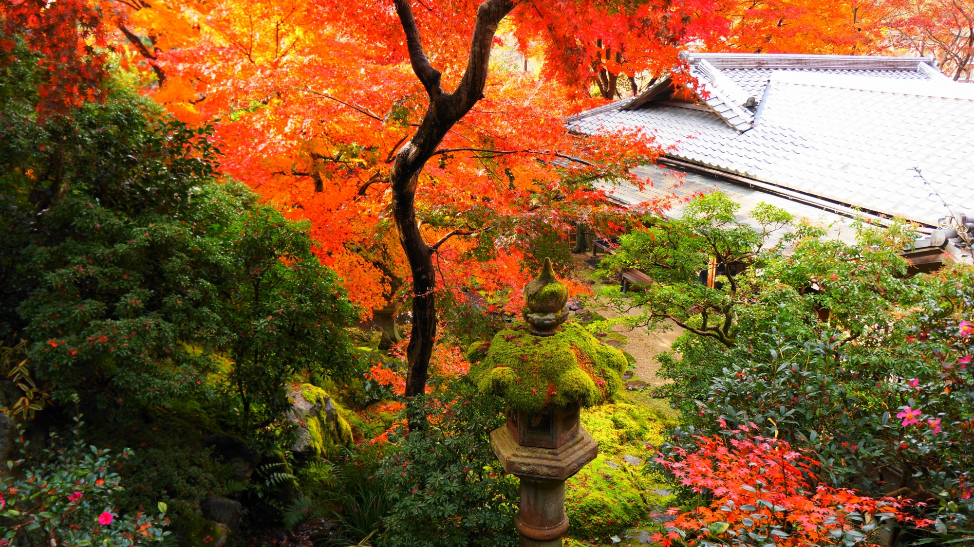 緑と紅葉にそまった風情ある臥龍の庭と茶庵