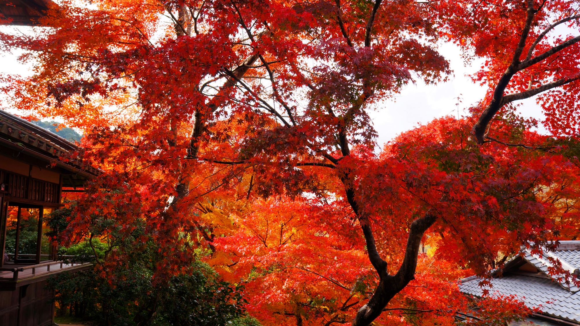臥龍の庭を覆う鮮やかな赤い紅葉