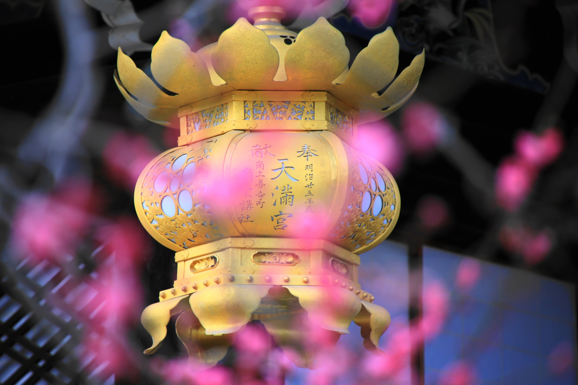 ピンクの梅の花につつまれた金色の吊るし燈籠