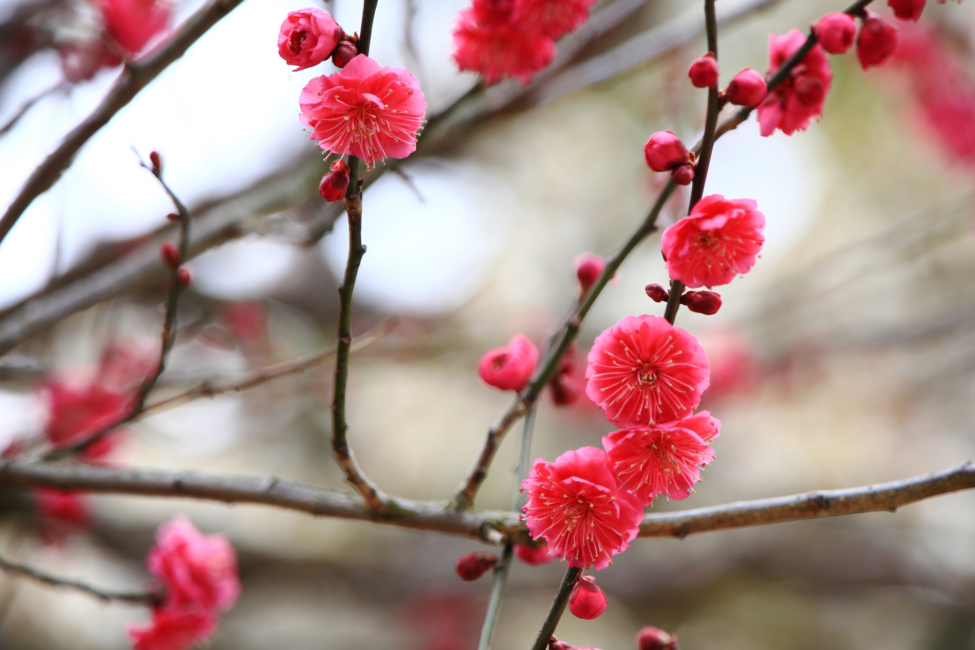 北野天満宮の濃いピンクの梅の花