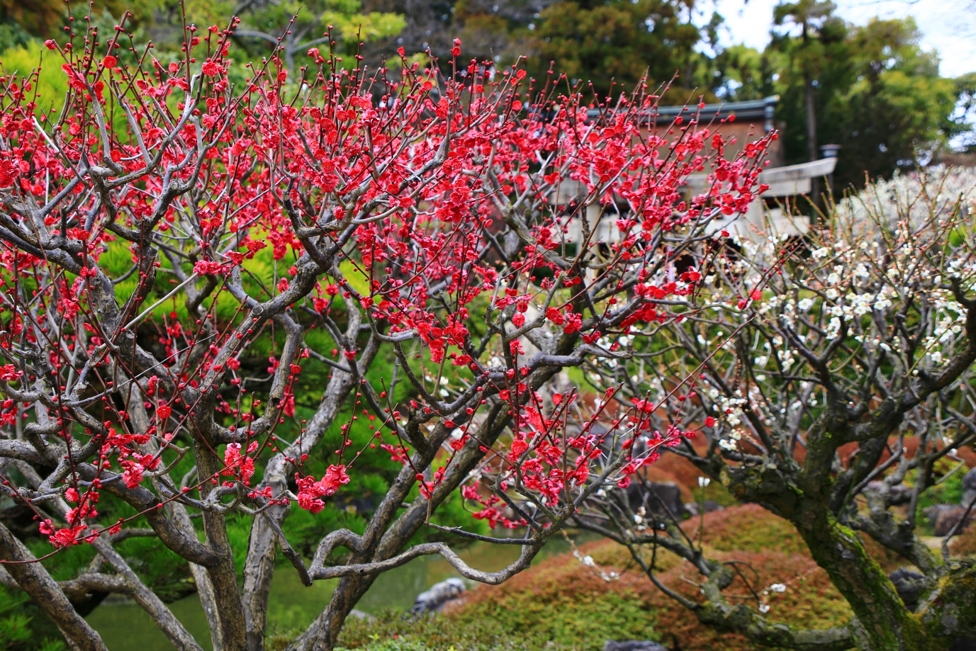 室町の庭の紅白の梅