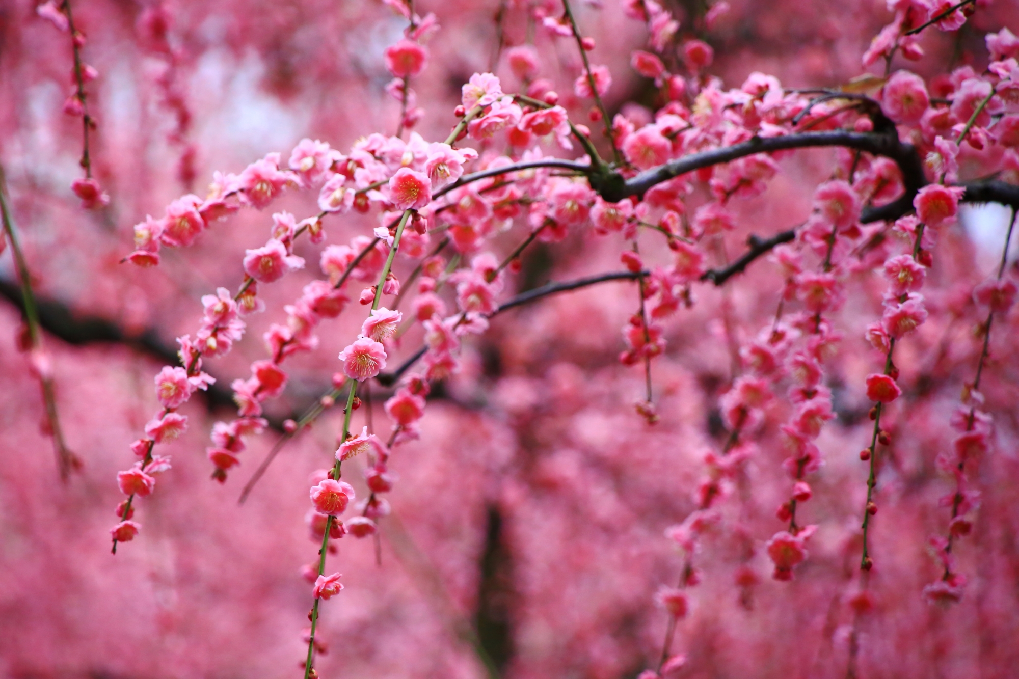 春らしい華やかなピンクの彩り