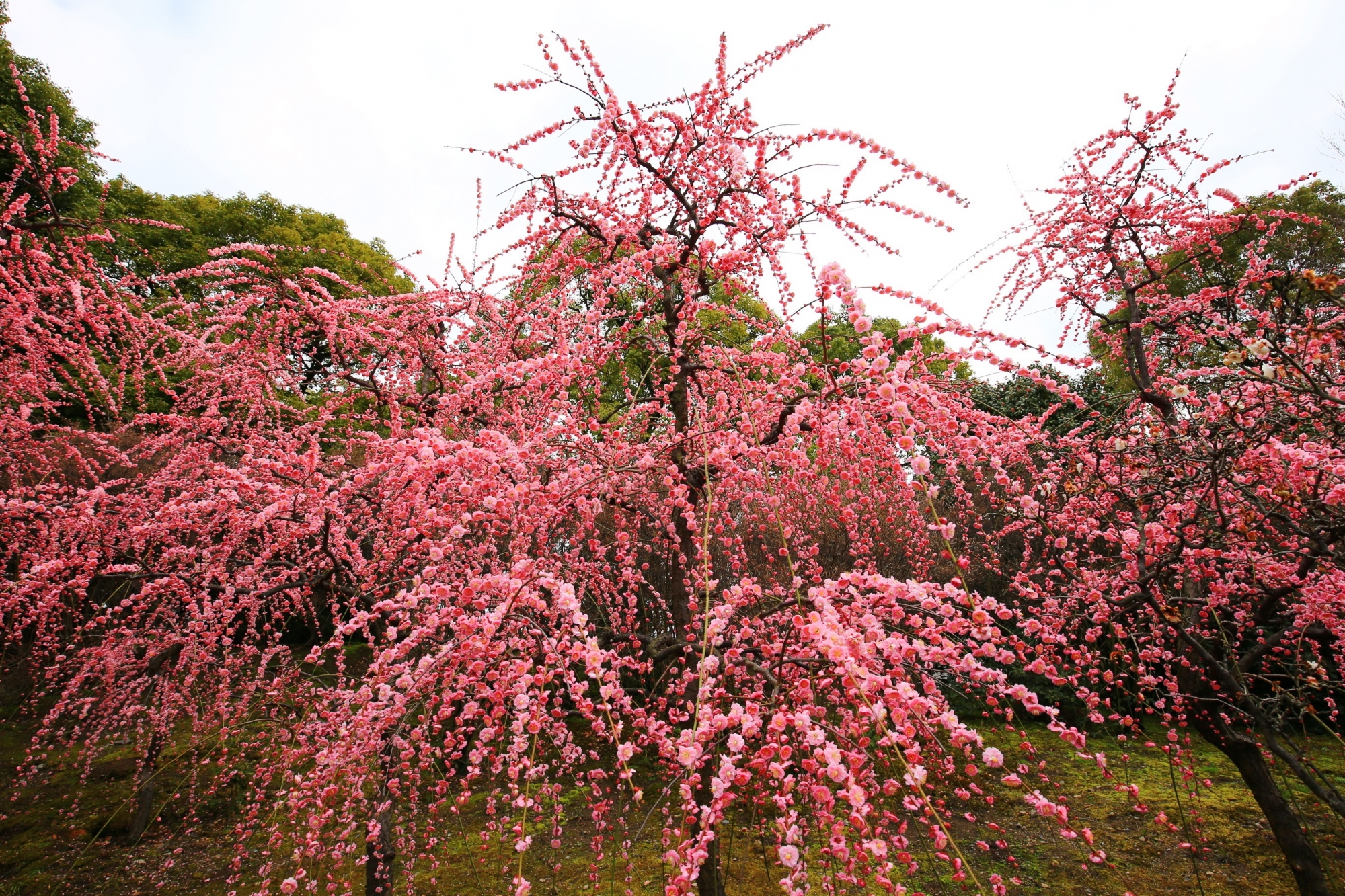 広がるピンクのしだれ梅の世界