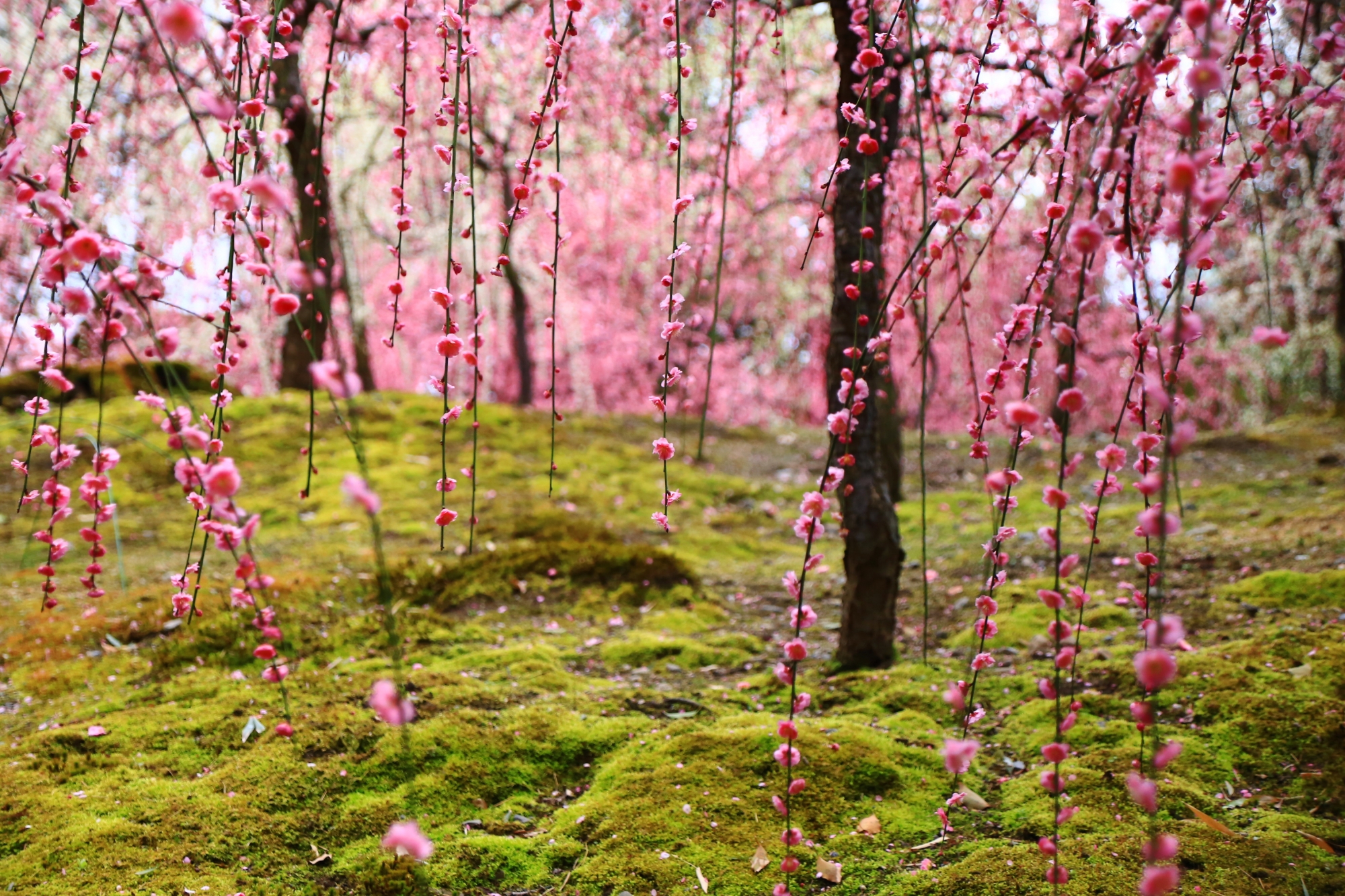 綺麗な緑の苔に降り注ぐピンクの梅