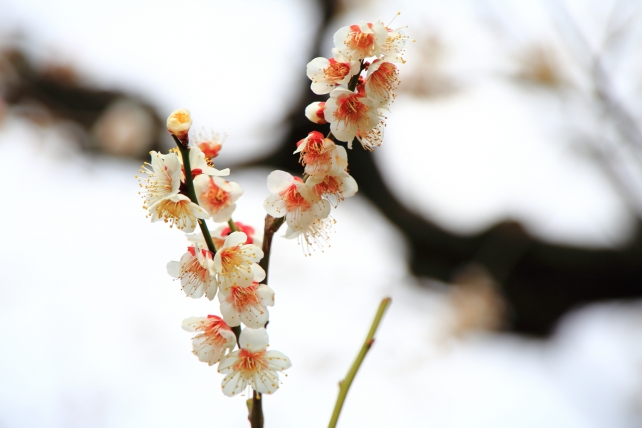 二条城の梅林の優美な梅の花