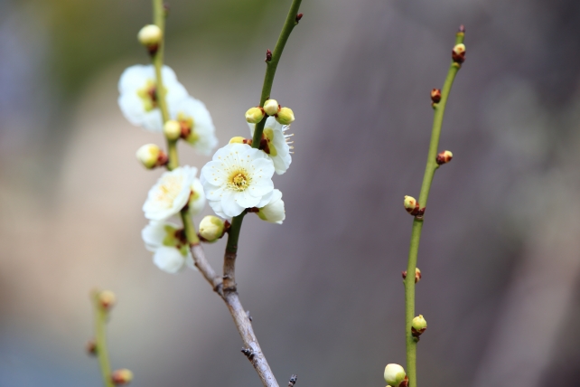 二条城の梅林の春の訪れを告げる梅の花
