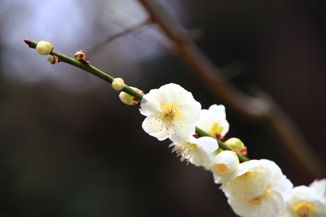 二条城梅林の美しい梅の花