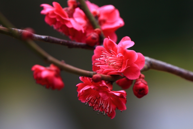 Kyoto Nijo-jo Castle Plum blossom 春 二条城 梅