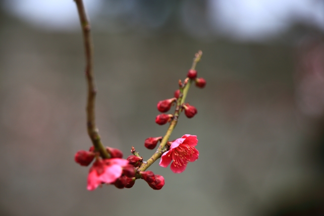梅の名所の二条城梅林の梅の花 3月
