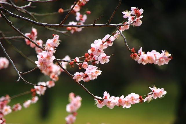 春を告げる京都元離宮二条城の梅の花