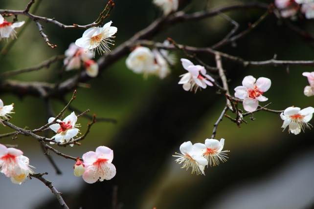 Nijo-jo Castle Kyoto Plum blossom 春 二条城 梅