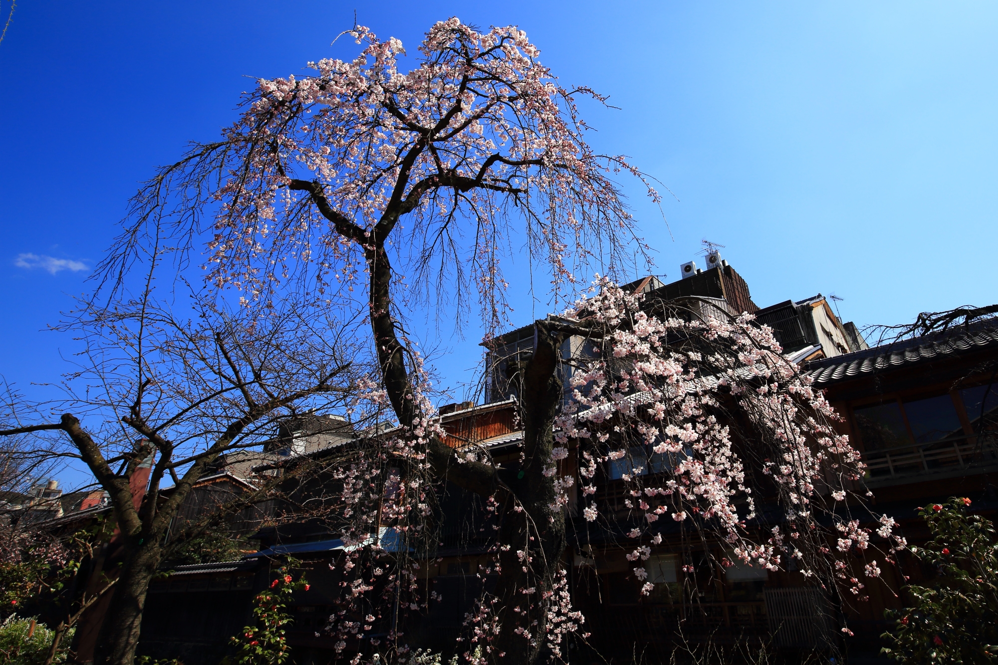 祇園白川の青空に映える見事なしだれ桜