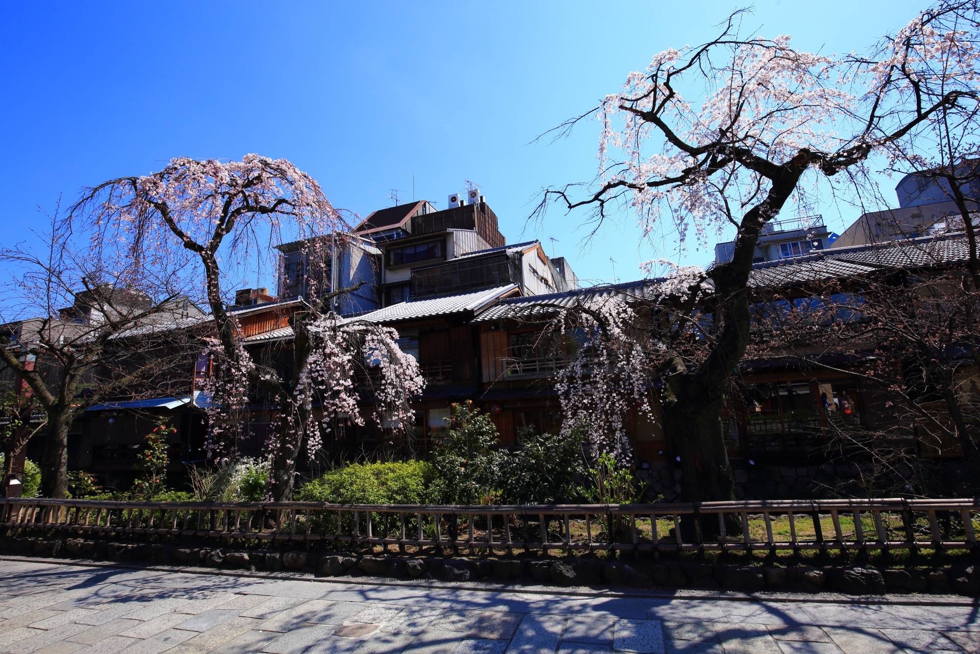 満開の一歩手前の咲き誇る祇園白川のしだれ桜