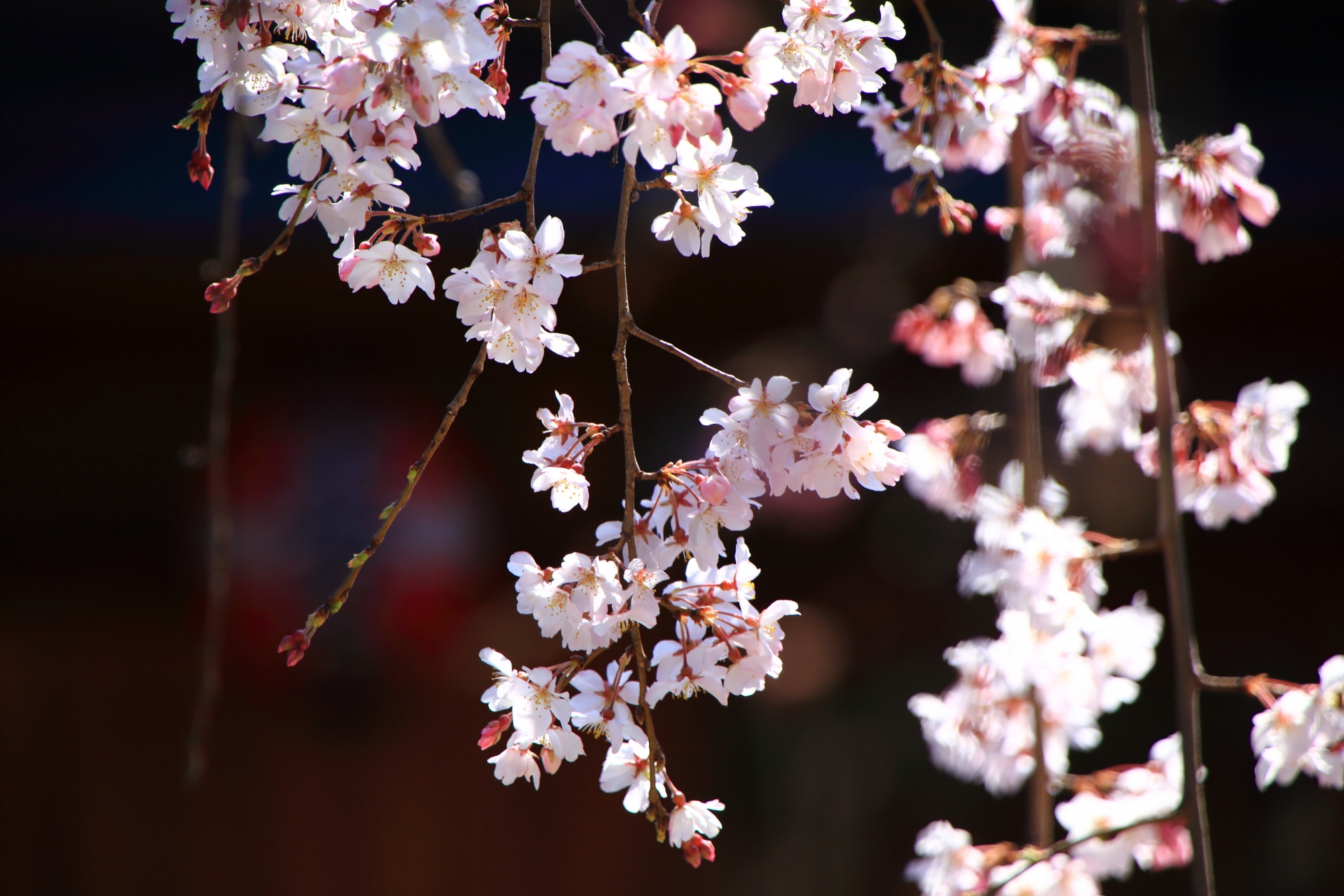 キラキラと春を告げる綺麗な桜