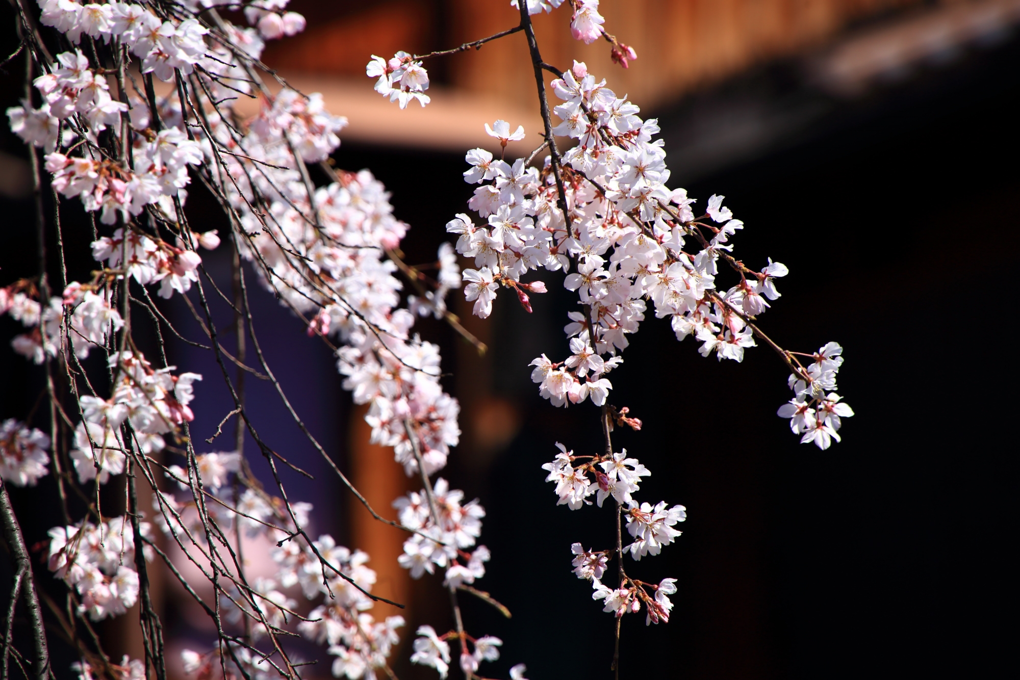 透き通るような薄いピンクの桜の花
