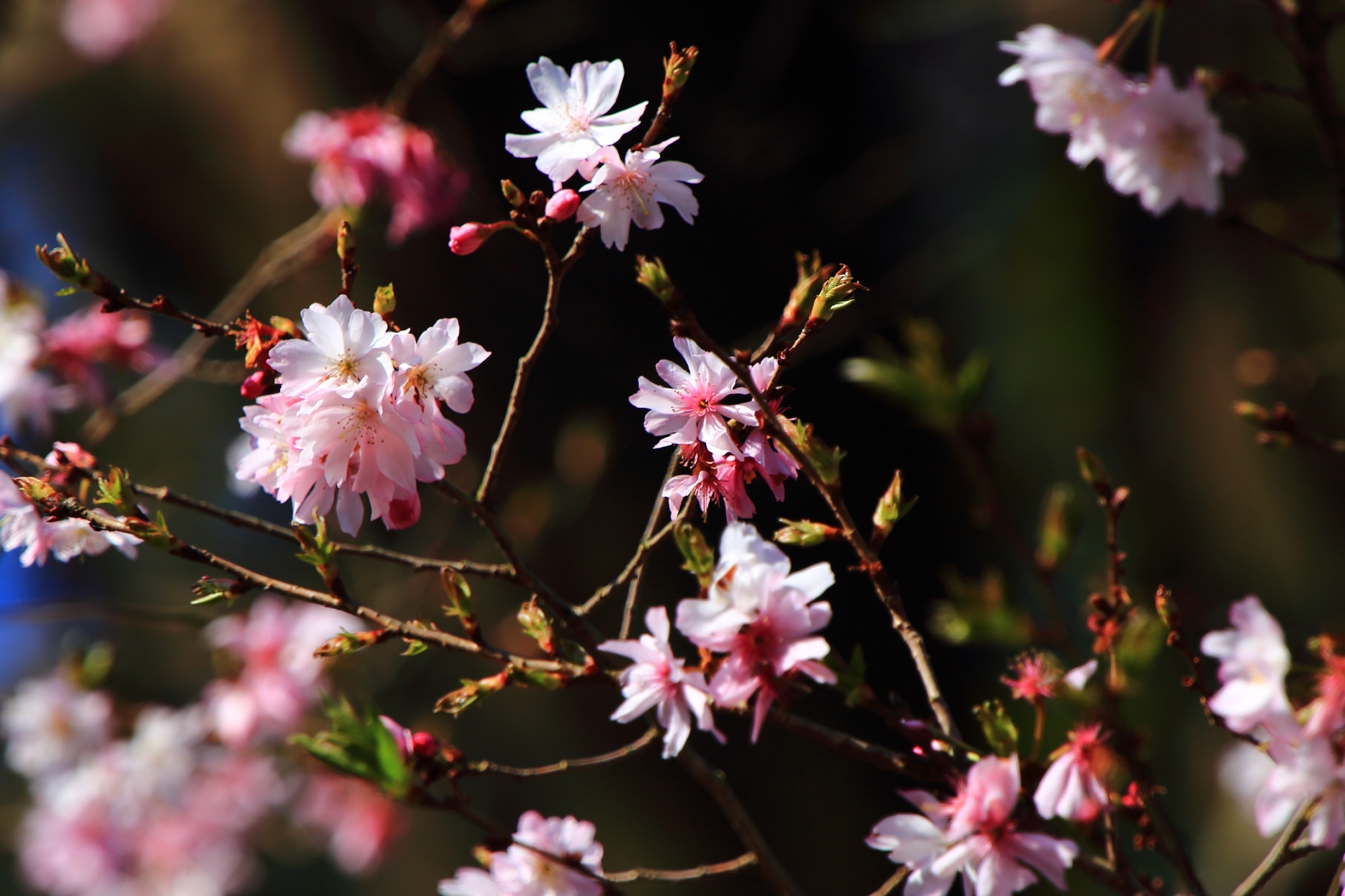 可愛いピンクの花を咲かせる十月桜