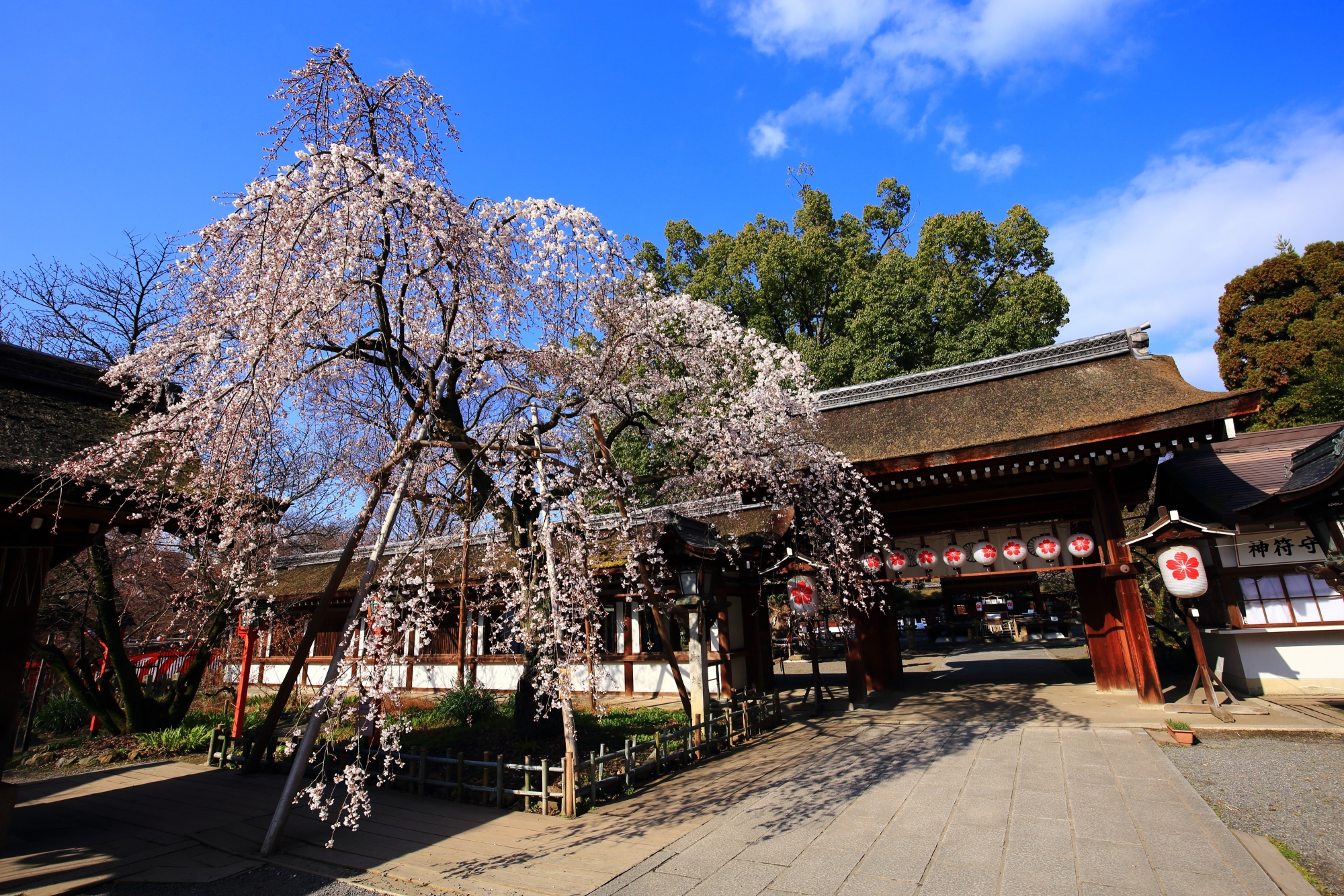 平野神社の魁桜（さきがけざくら）