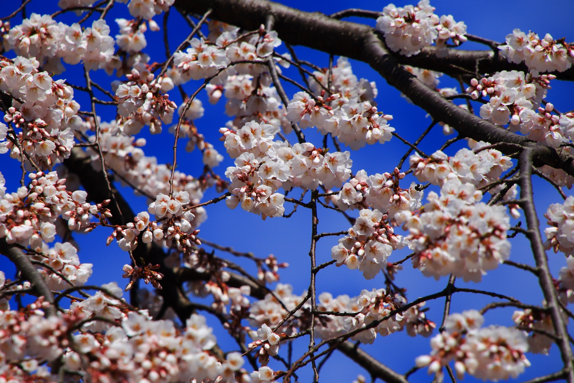 青空に映える淡いピンクや白の桜