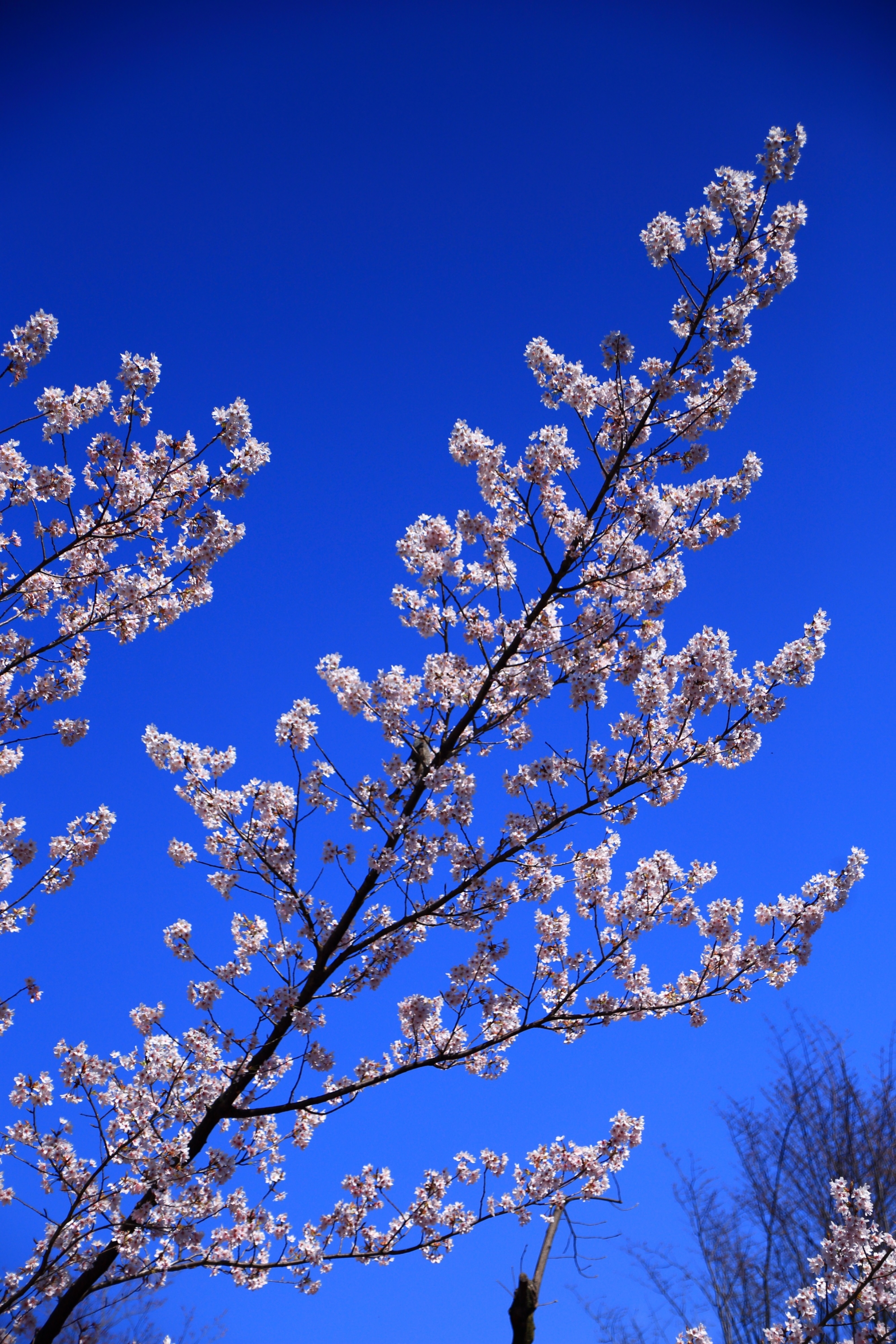 白というより輝いて銀色のようにも見える桜