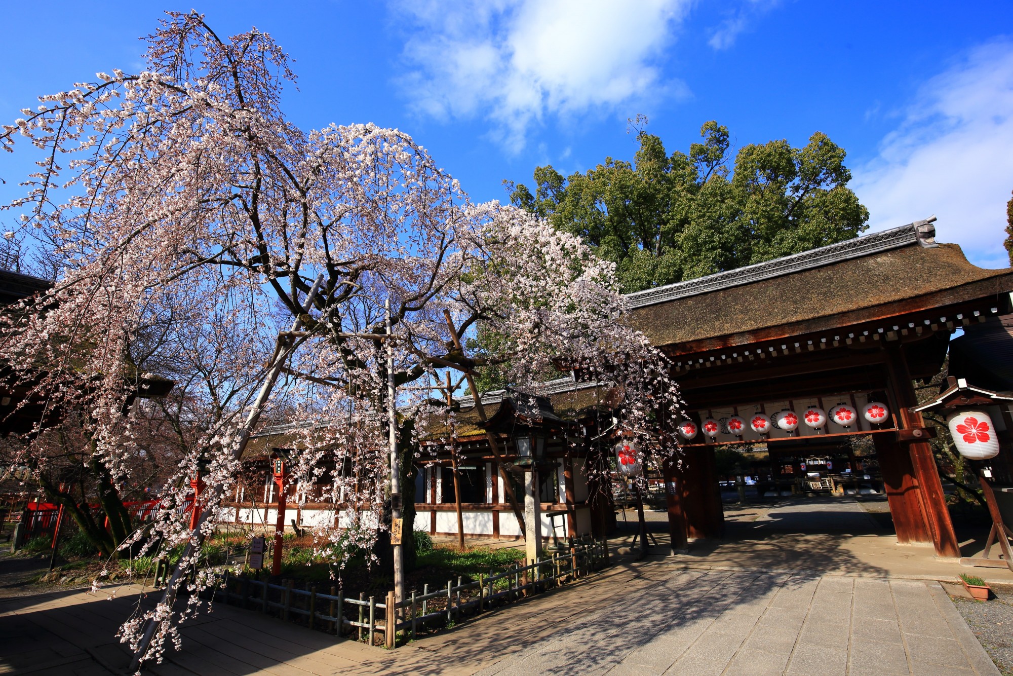 魁桜（さきがけ桜）　春を告げる平野神社の早咲きの桜