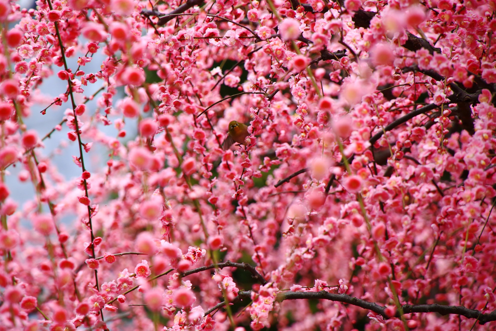 メジロと梅の花 華やかに乱れ咲く梅の城南宮 京都もよう Kyoto Moyou