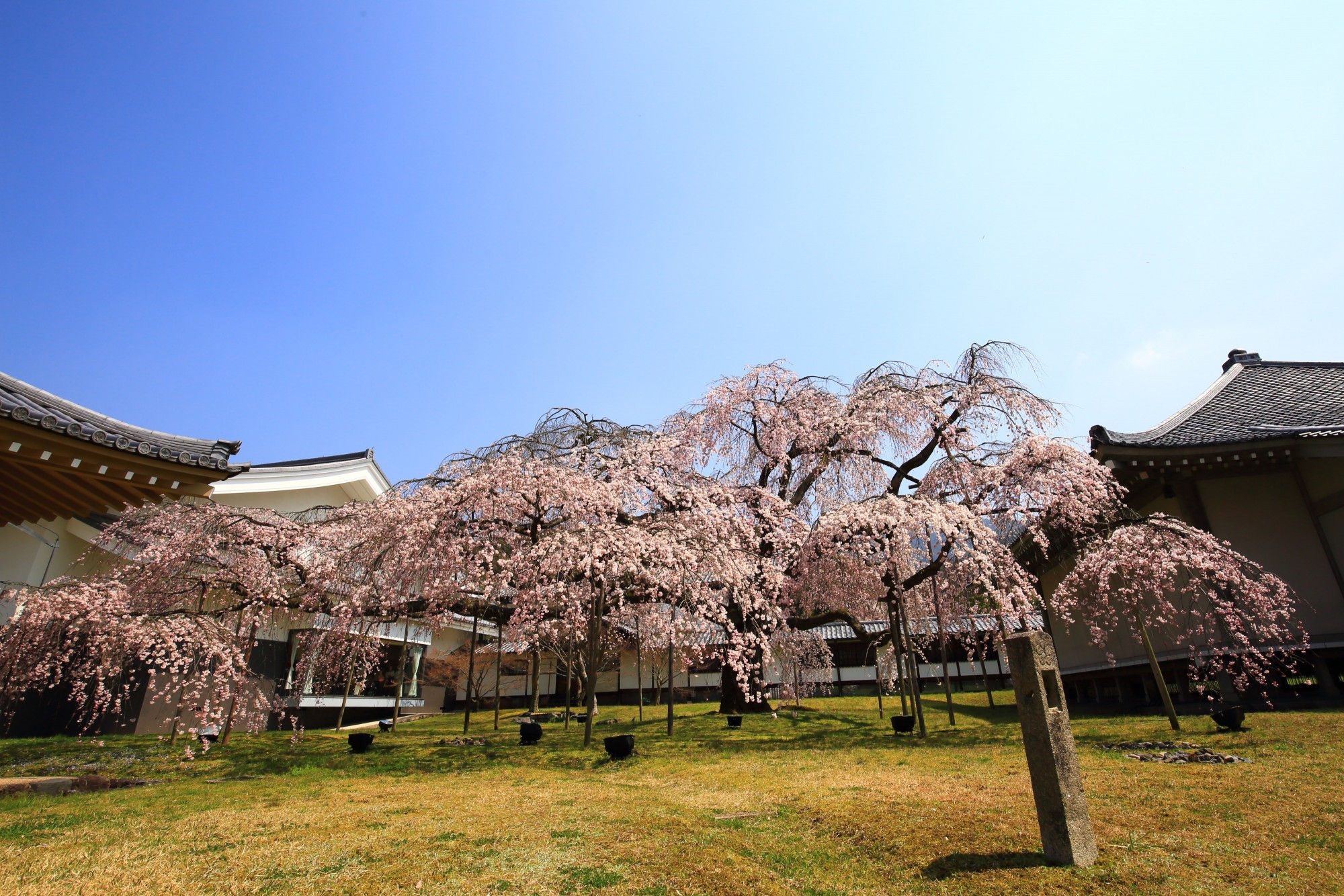 醍醐寺 霊宝館 桜　豪快で気品ある桜と醍醐深雪桜