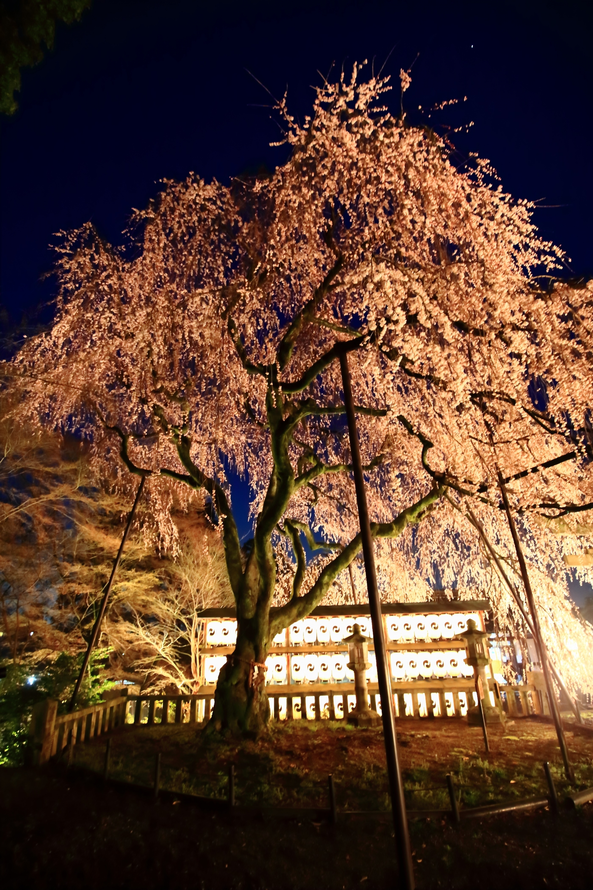夜空を彩る幻想的な大石桜