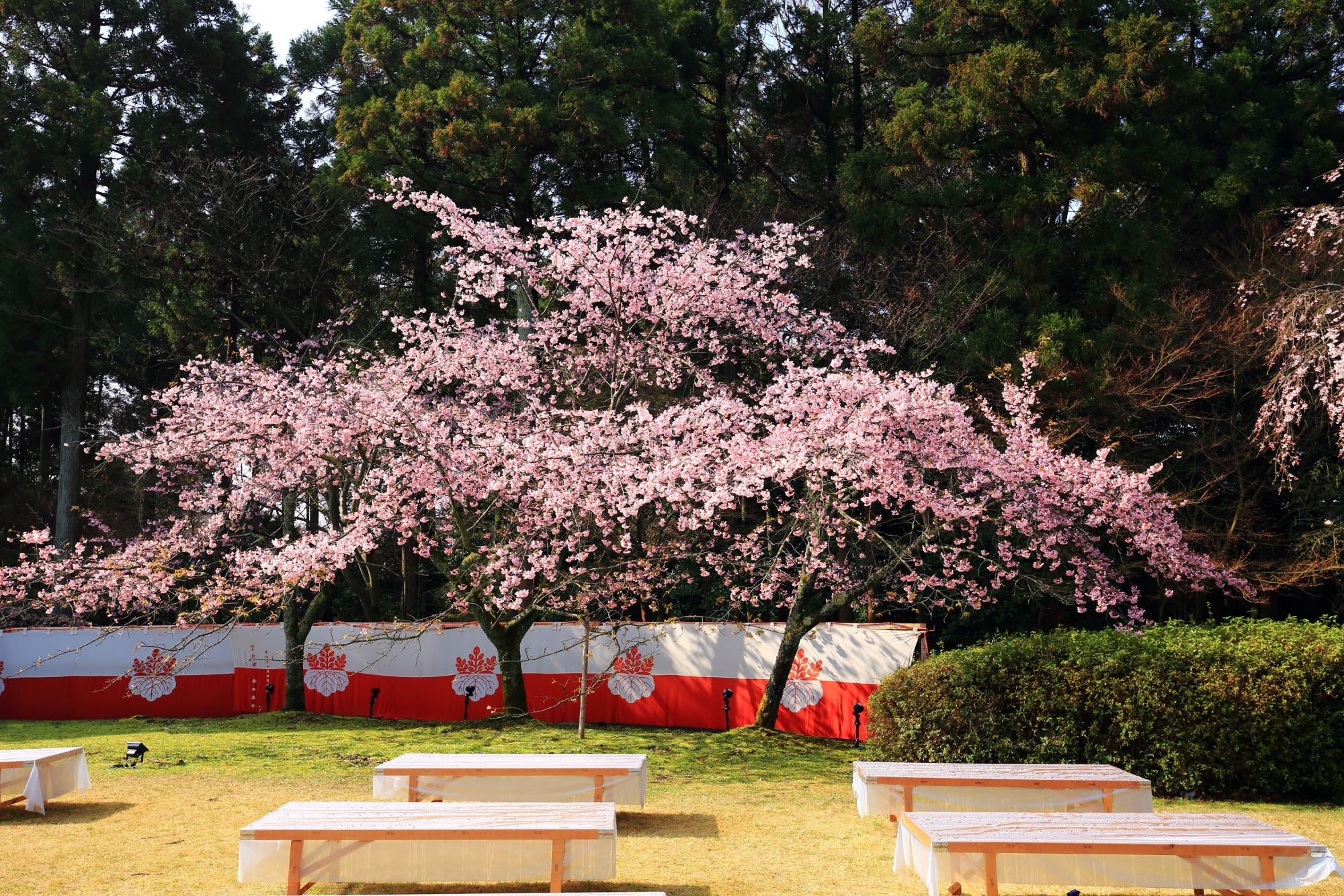 春らしい淡いピンクのしだれ桜