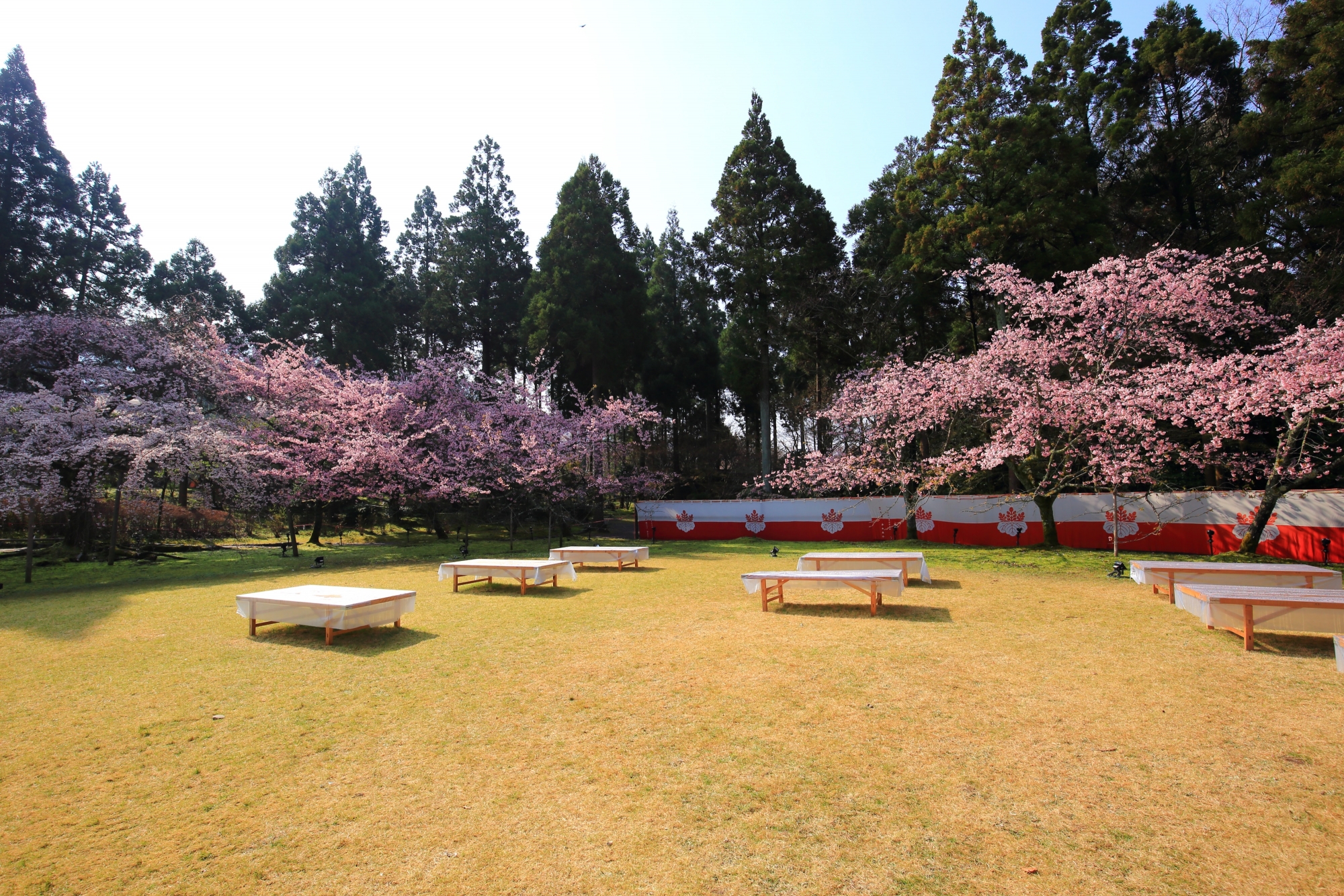 春を優雅に彩る憲深林苑の見事な桜