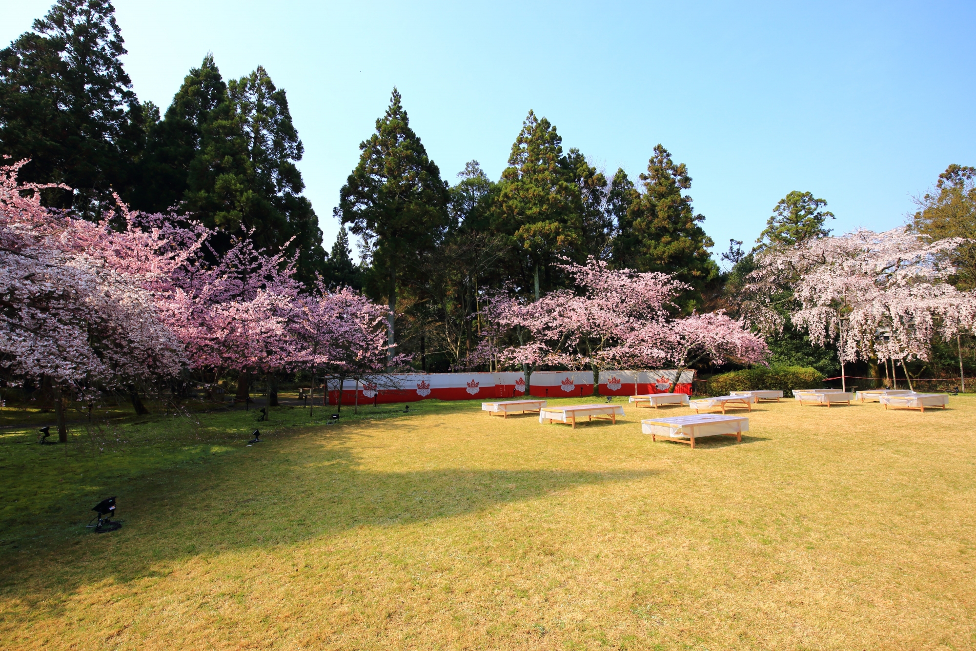 三宝院内の桜の咲き揃う憲深林苑（けんじんりんえん）
