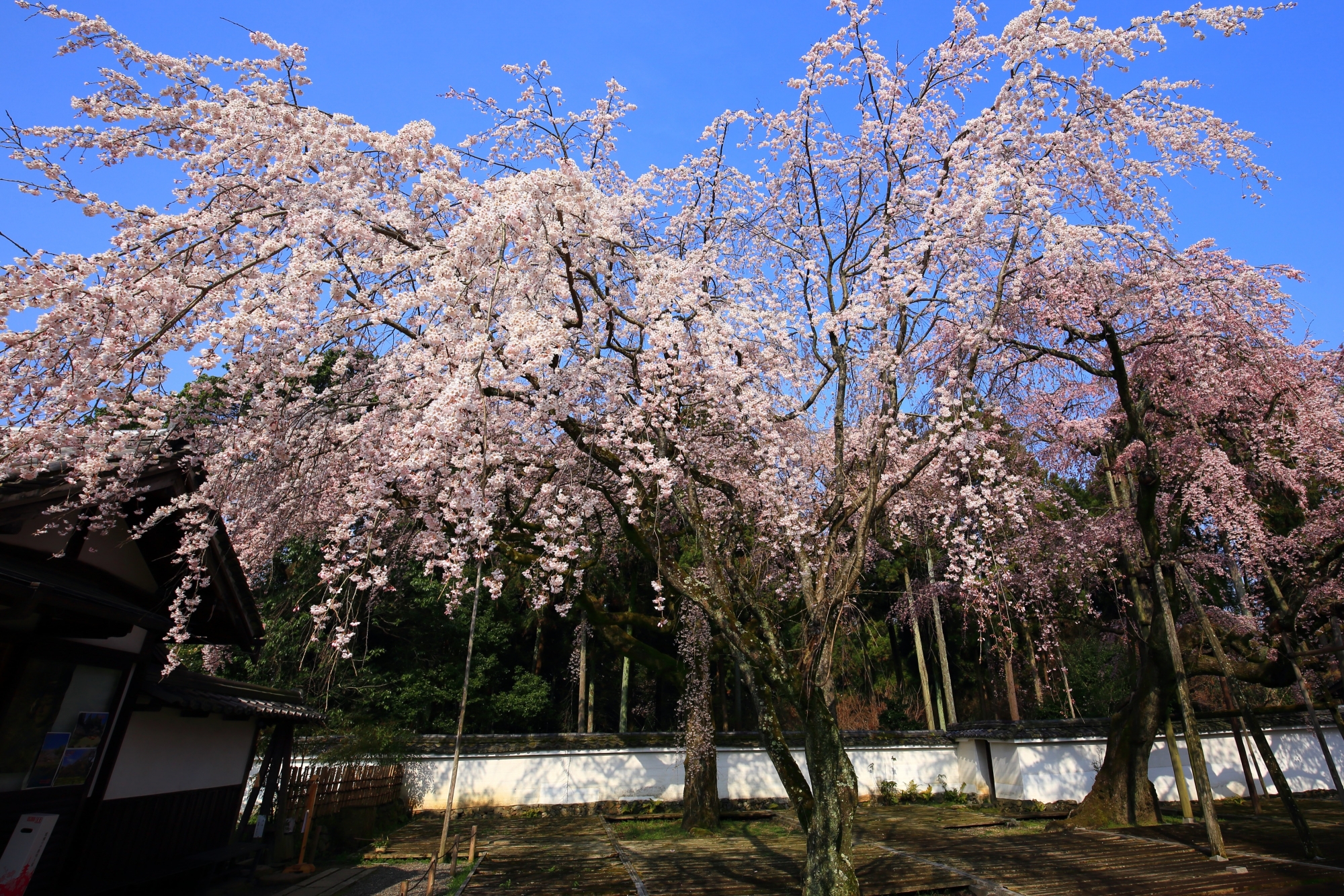 三宝院の「太閤しだれ桜」