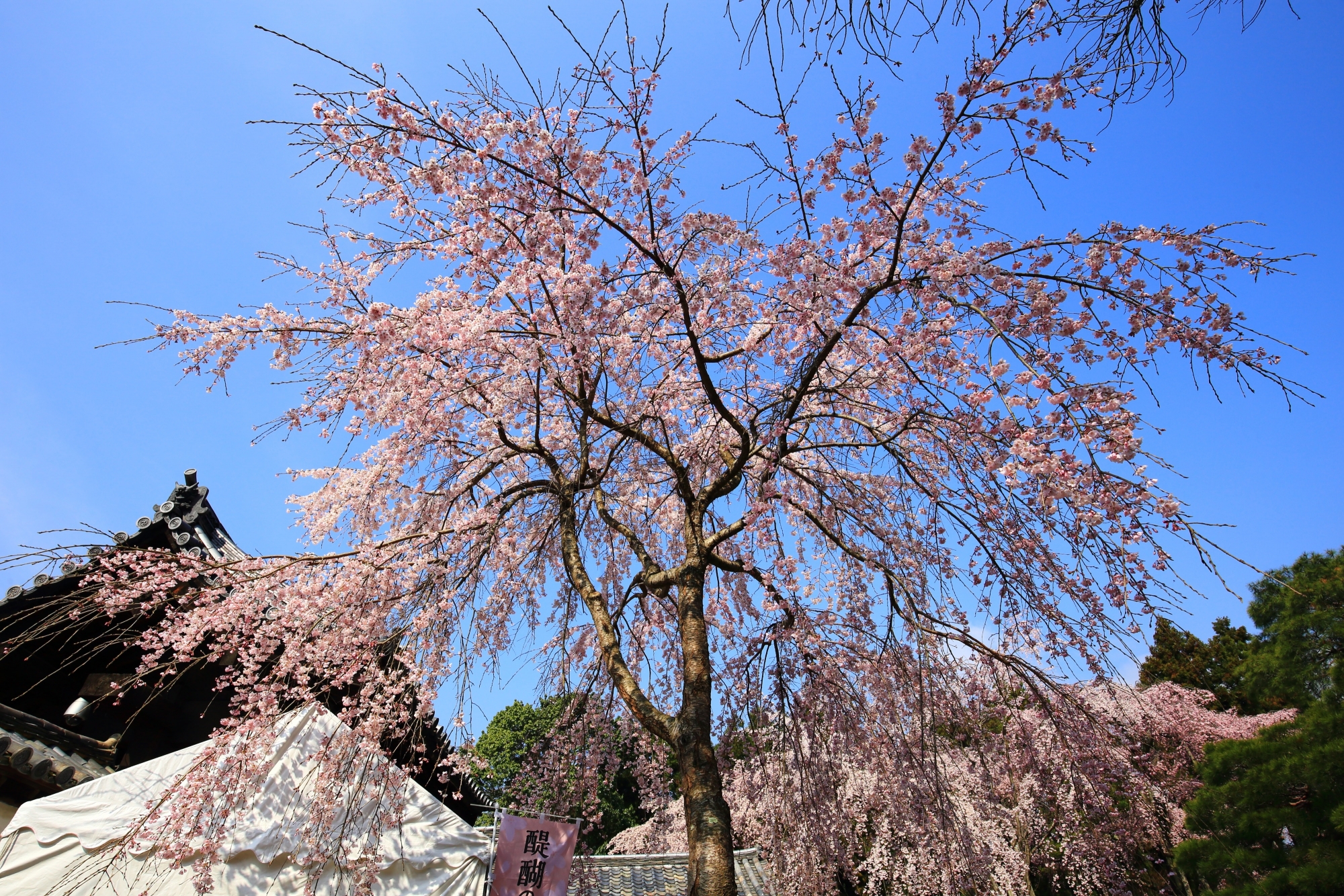 太閤しだれ桜のクローン桜として有名な三宝院の桜