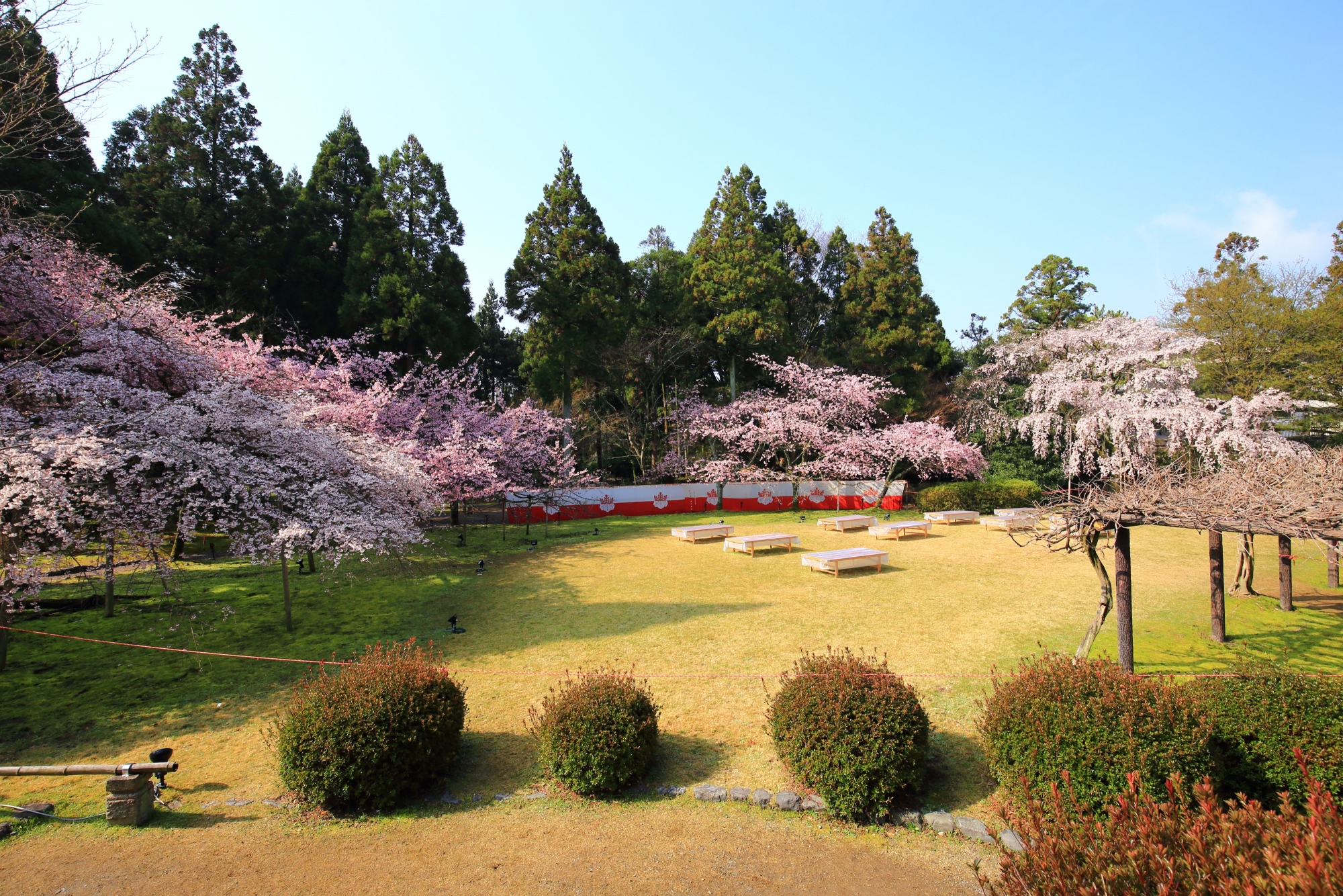 素晴らしい桜色に染まる憲深林苑
