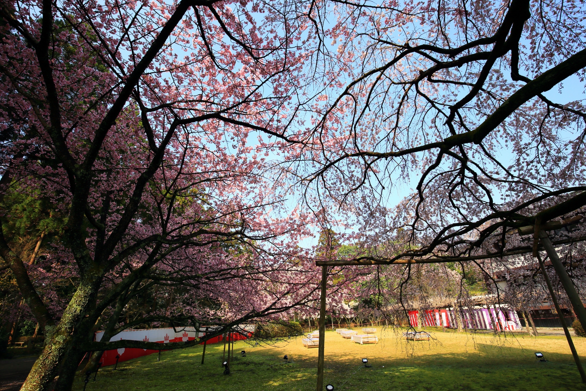 満開の桜につつまれる綺麗な憲深林苑