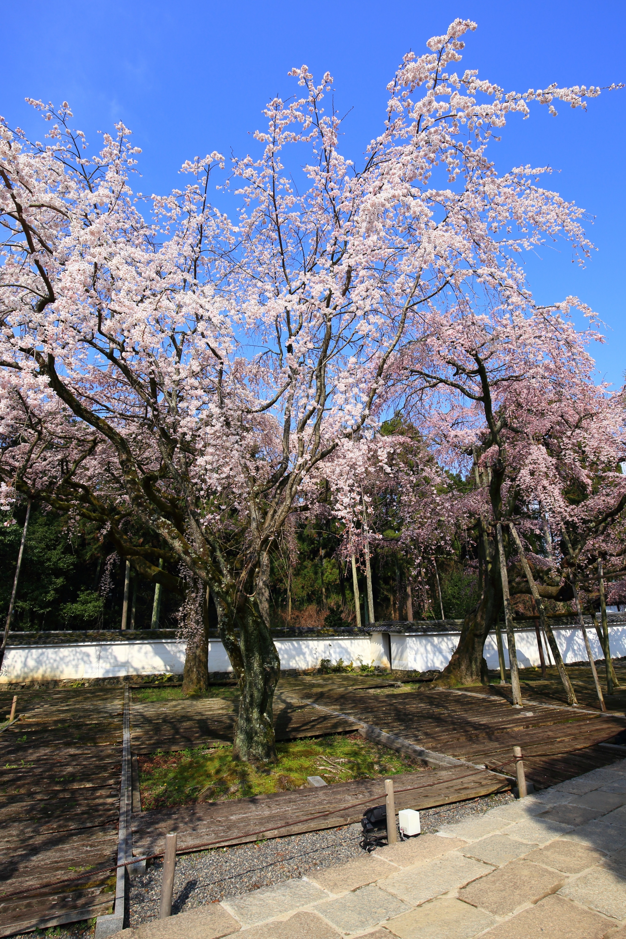 咲き乱れる枝を天に向かって広げる太閤しだれ桜