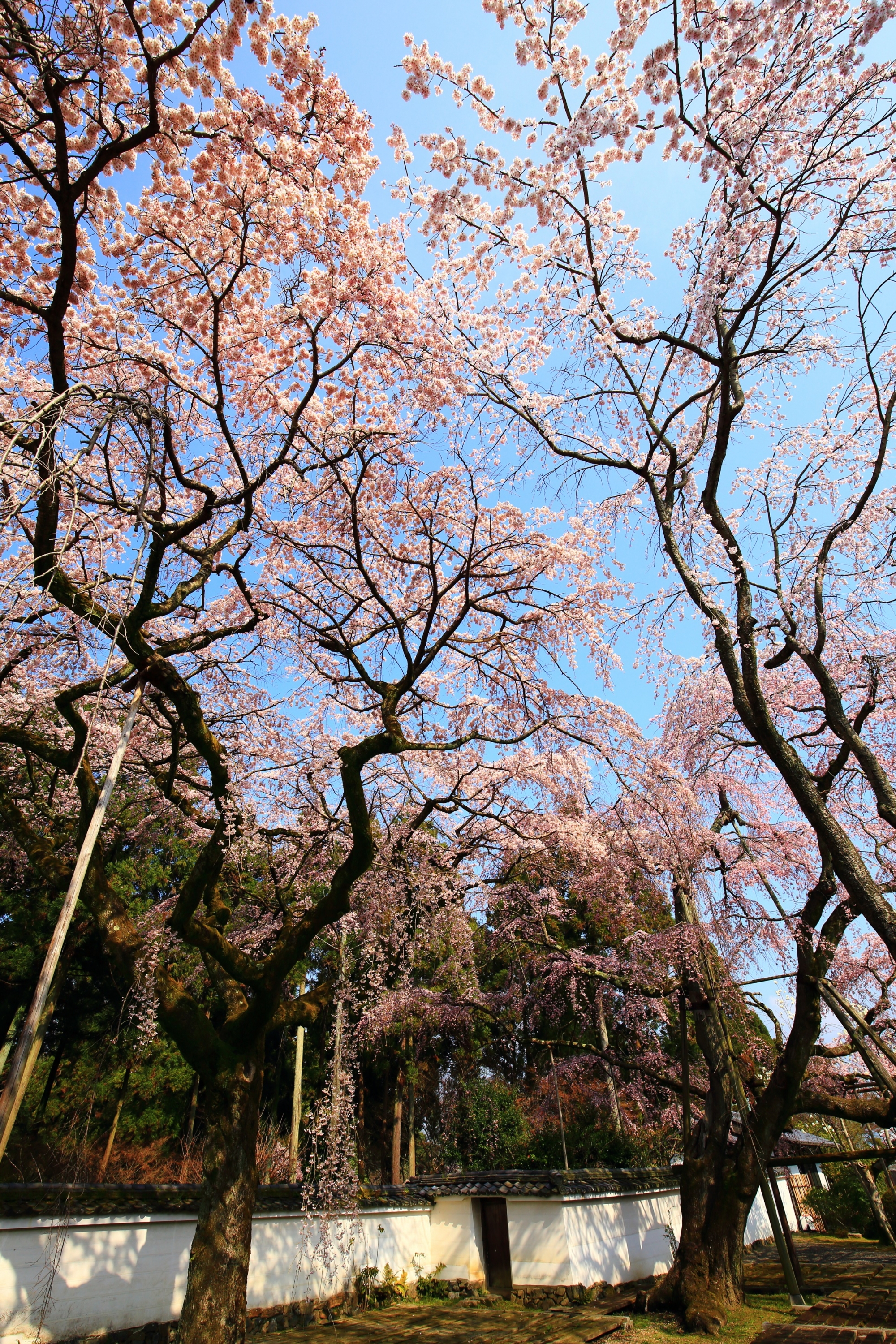 青空を春色に彩る圧巻のしだれ桜