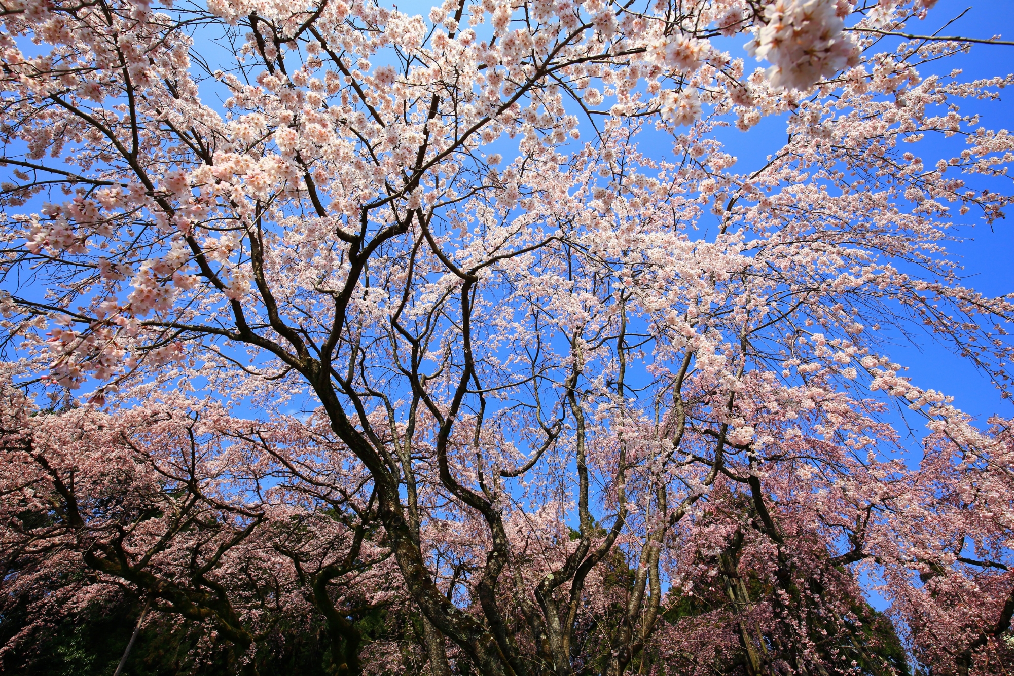最高の青空から降り注ぐ華やかな桜の花