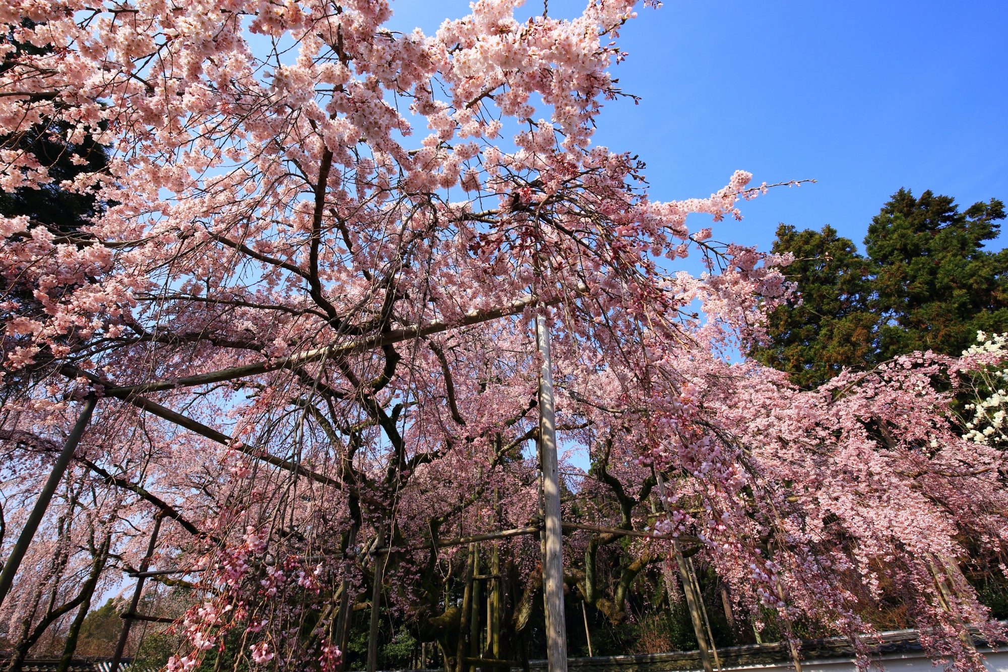 三宝院を鮮やかに染める見事な桜