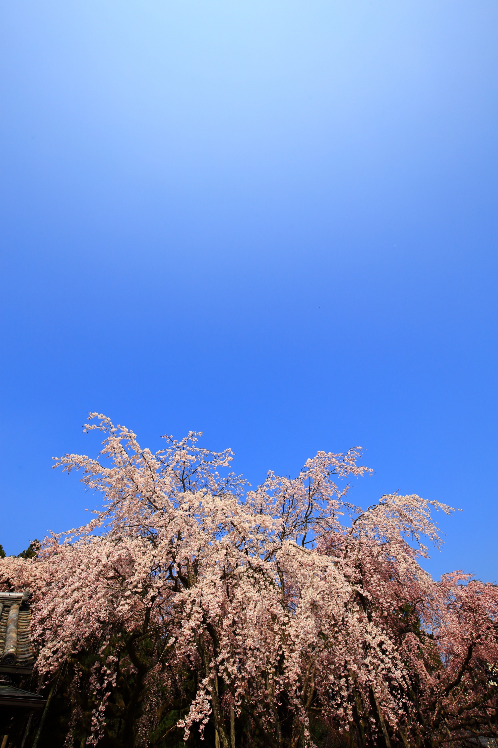 最高の青空の下で弾けんばかりに咲く満開のしだれ桜
